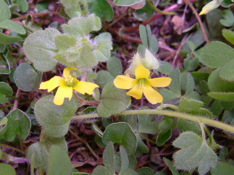 Oxalis stricta / Acetosella minore